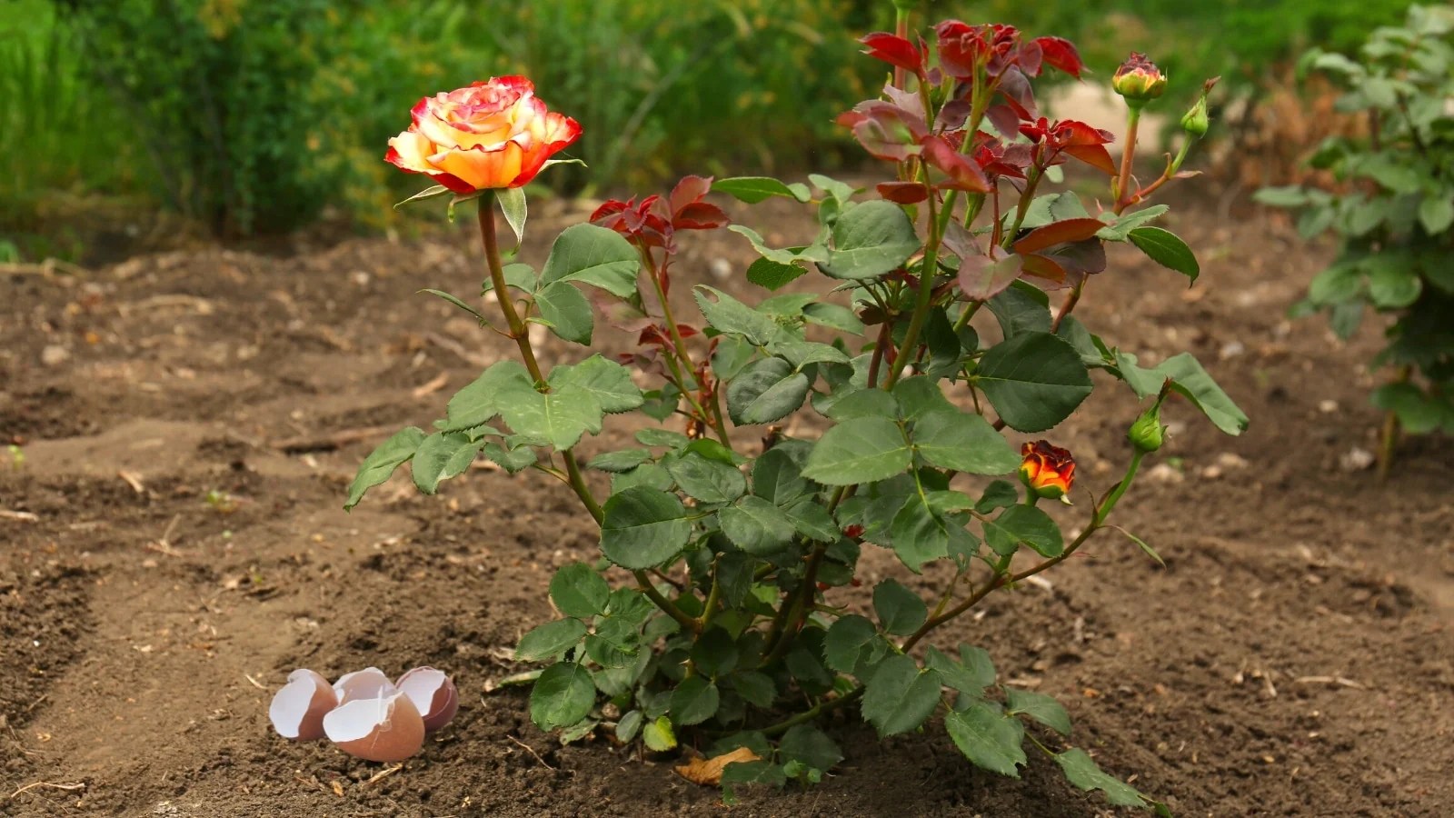 Are Eggshells Good or Bad For Roses?