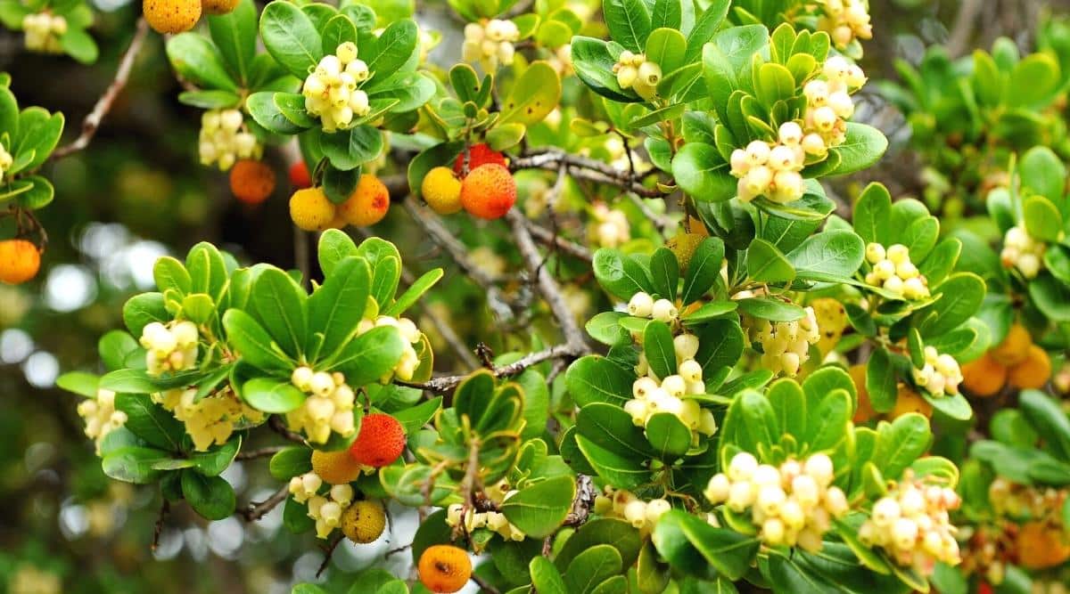 17 Shade Tolerant Evergreen Trees For Shady Garden Spaces