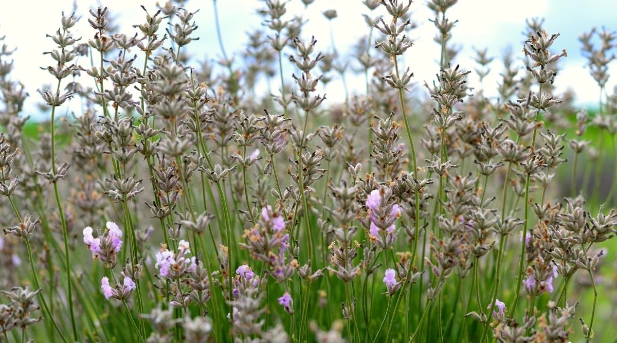 7 Reasons Your Lavender is Wilting and Drooping