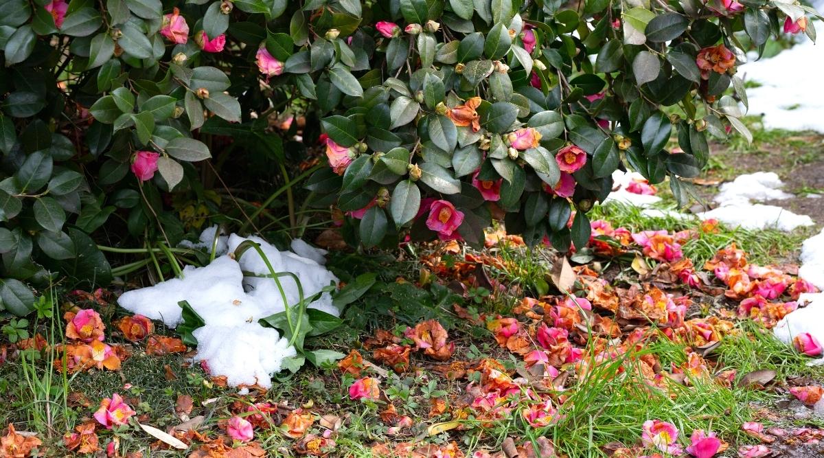 When Should You Prune Camellias Each Season?