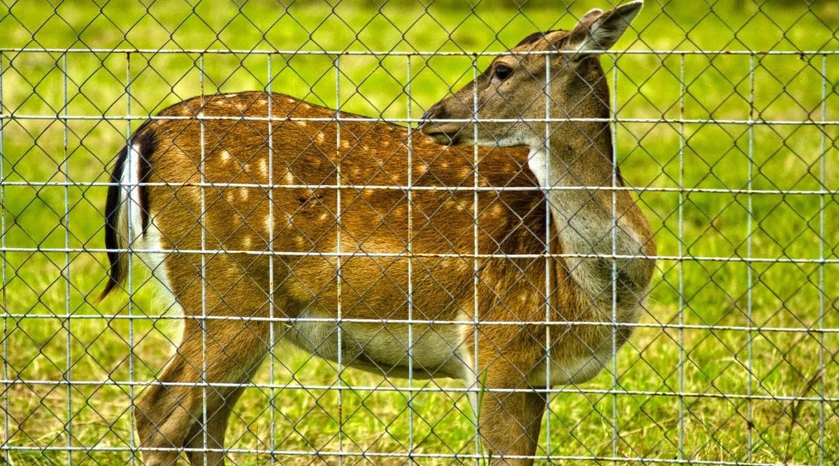 fawn behind deer net