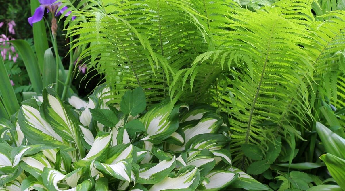 fern and hosta