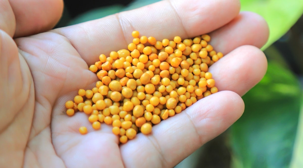 Close-up of a gardener’s hand holding a handful of granular fertilizer. Fertilizers are round, small, yellow-orange.