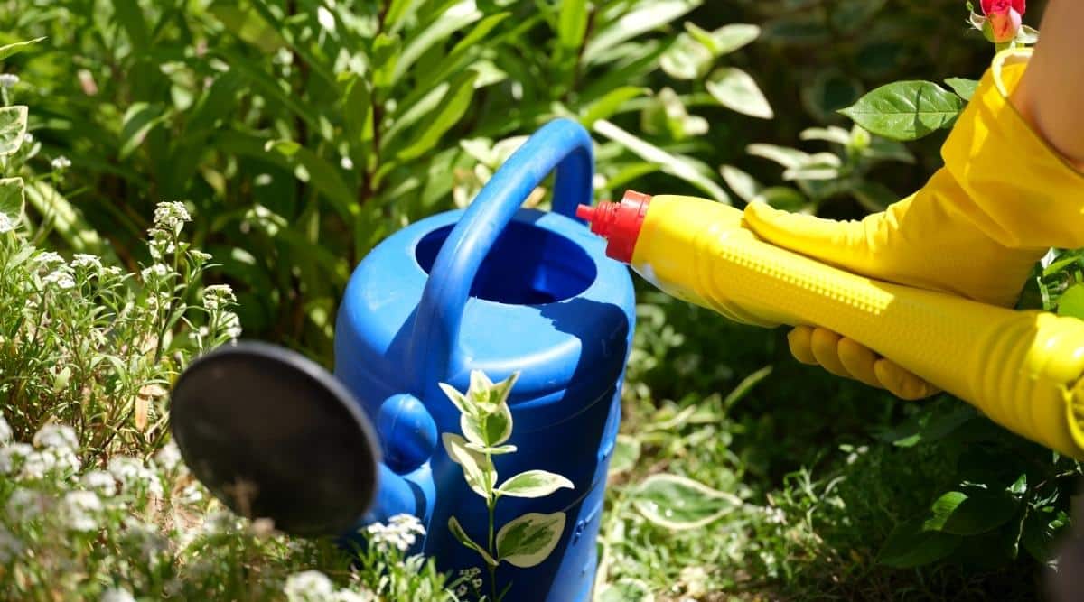 The gardener prepares organic fertilizer for watering and fertilizing the beds in the garden. A close-up of a large blue plastic watering can and a woman’s hand lowering a yellow bottle of fertilizer over the watering can. A yellow rubber glove is worn on a woman’s hand. A watering can stands on green grass against the background of green plants in a summer, sunny garden.