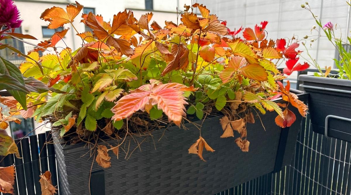 How to Overwinter Strawberries in 6 Easy Steps