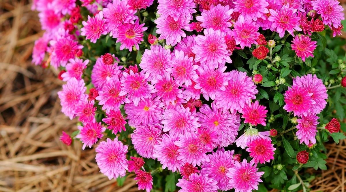 Abundant flowering bush of lilac chrysanthemum close-up. The flowers are small, collected in a basket, consisting of median tubular yellow flowers and reed marginal, arranged in many rows and form a &ldquo;double&rdquo; inflorescence. The leaves are serrated and dissected, green. Background with blooming mums on mulch of coniferous needles.