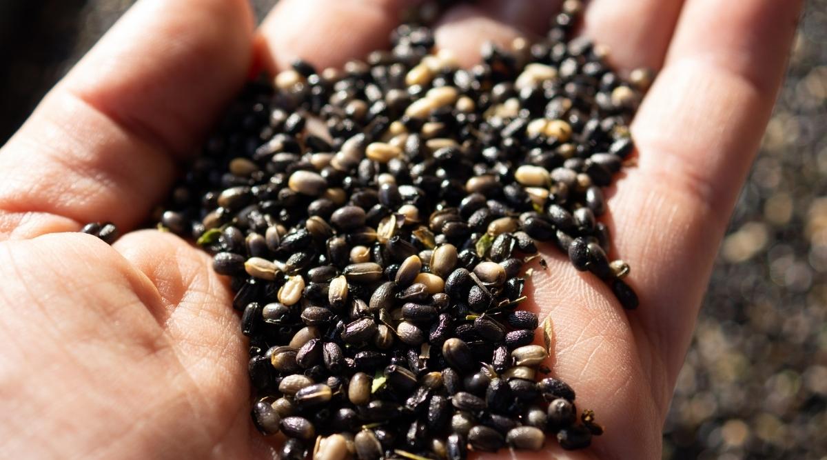 fresh seeds of Helleborus