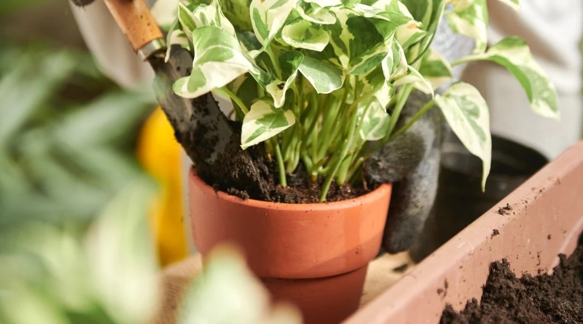 Close-up of female hands adding fresh soil to a freshly transplanted Glacier pothos plant in a clay pot. A woman adds soil with a garden shovel. The plant has thin vertical stems and medium heart-shaped leaves with a glossy surface. The leaves are variegated, green, cream and white.