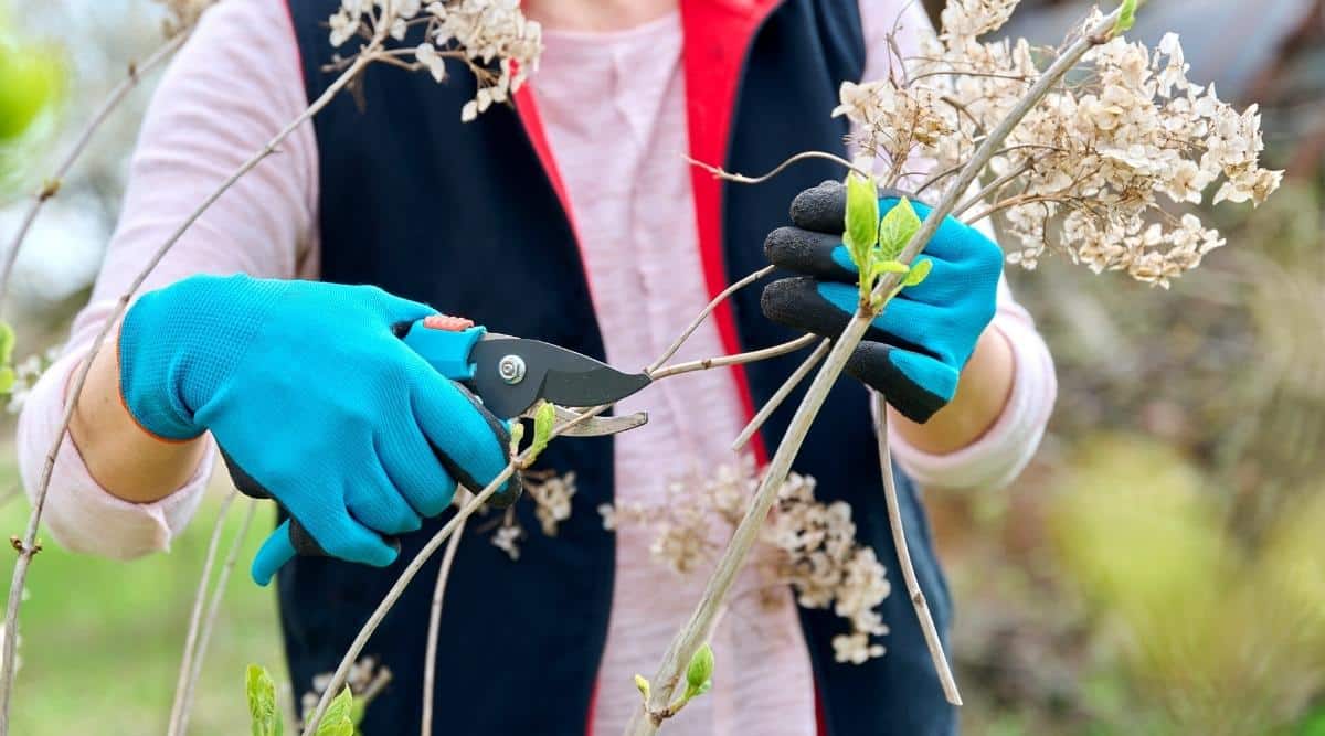 An image of a gardener pruning a hydrangea shrub with pruners in hand. The gardener is female, and is pruning the woody part of the shrub using small pruning shears. The shears have a blue handle, and the gardener wears blue gloves with rubber tips on the fingers. She is wearing a pink sweater with a vest over the top. The shrub is blooming, but appears to be in early fall.