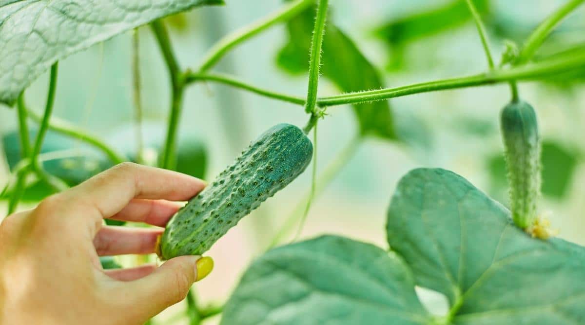 gardener picking ripe cucumbers