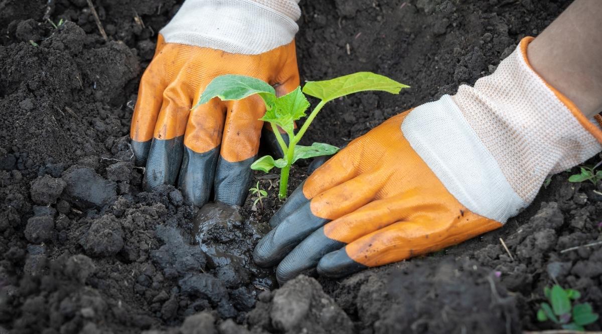 gardener planting cucumber seedlings