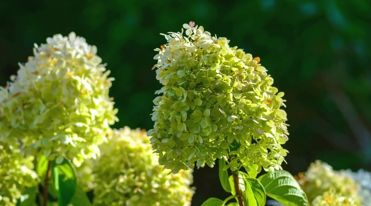 Close-up of Limelight Hydrangea blooming inflorescence against a blurred background of a sunny blooming garden. Large, upright panicle of many small green sterile flowers.