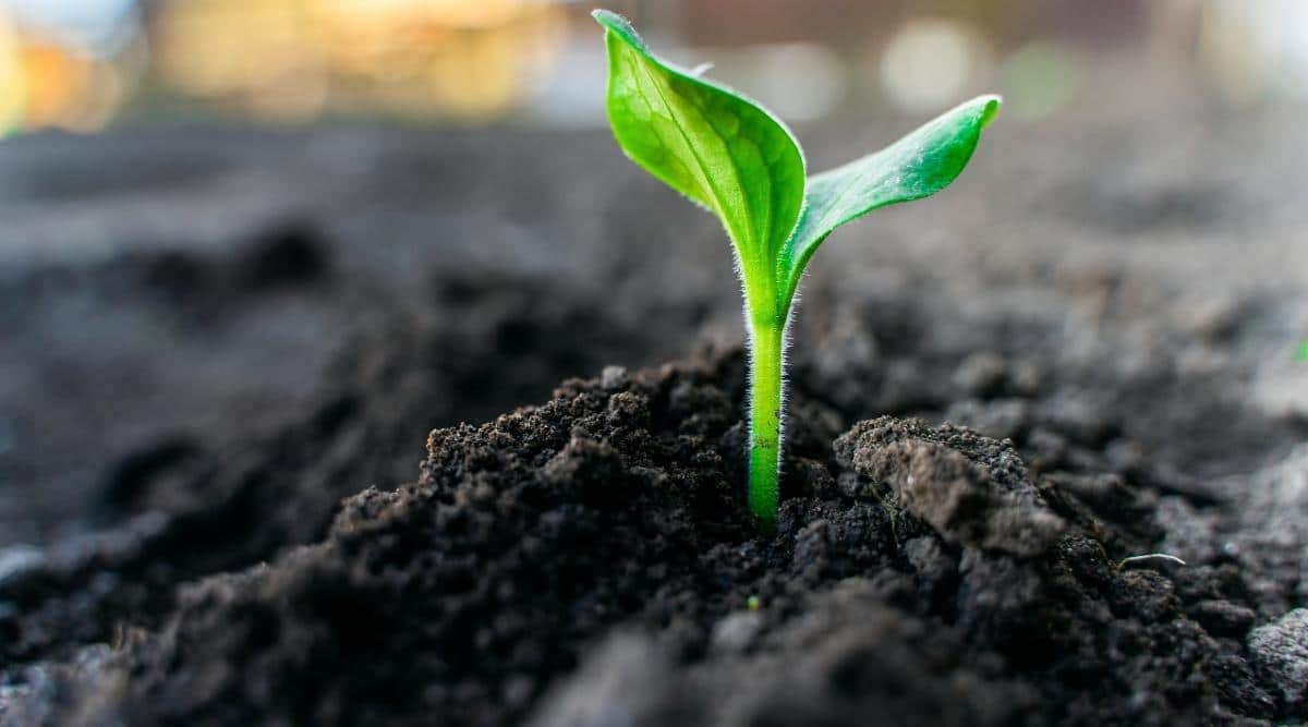 green sprouts of zucchini