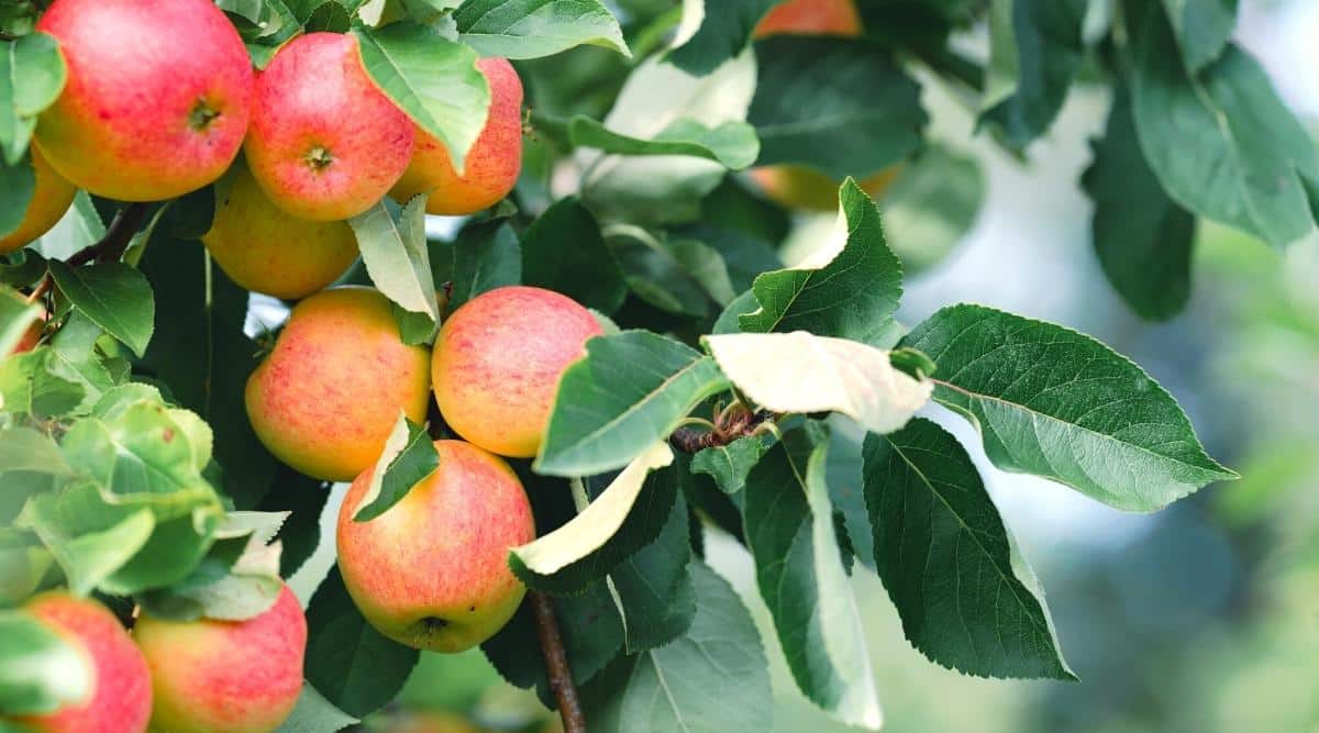 7 Tips For Faster Growing Apple Trees