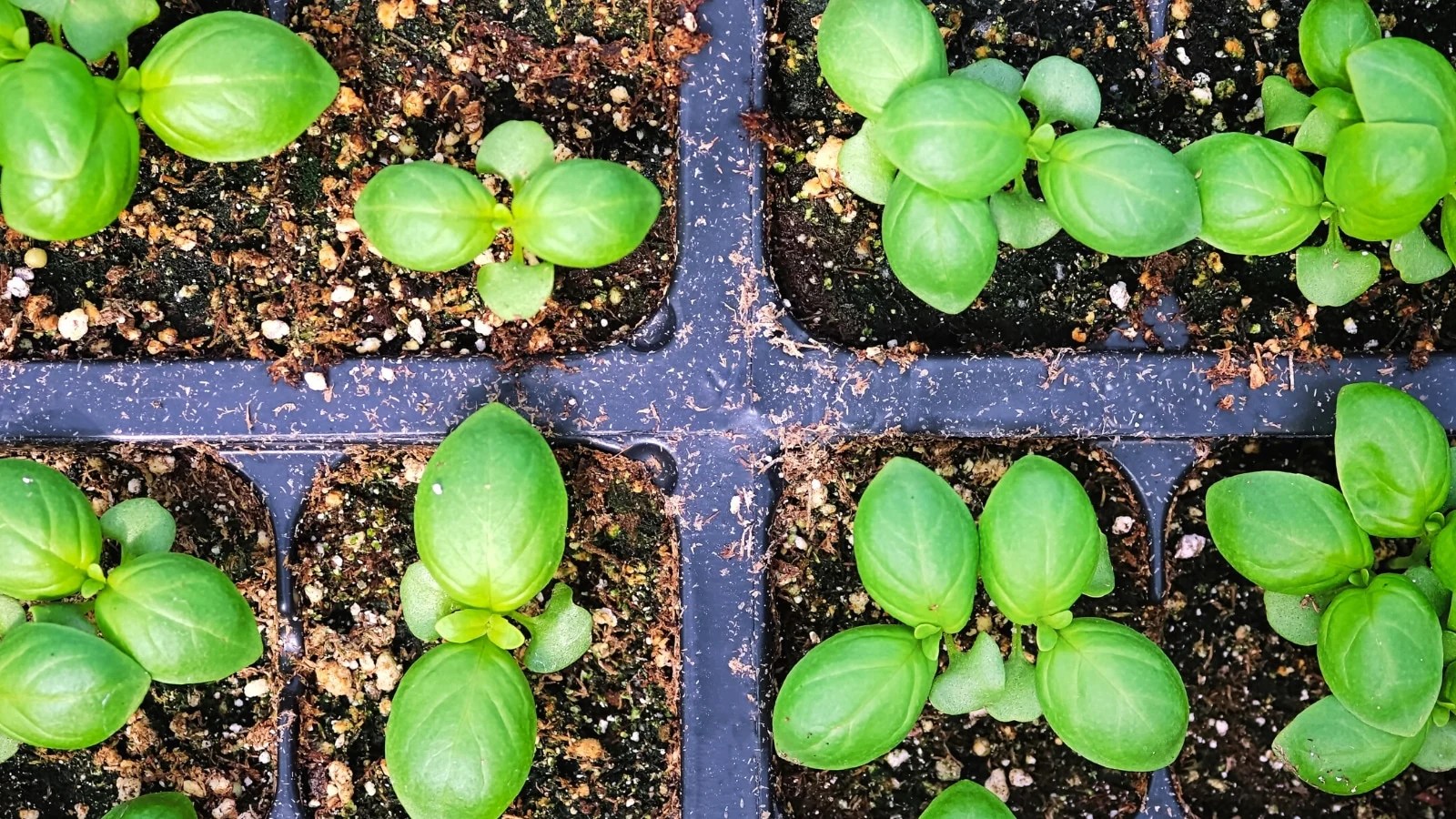 How to Grow Basil from Seed in 7 Simple Steps
