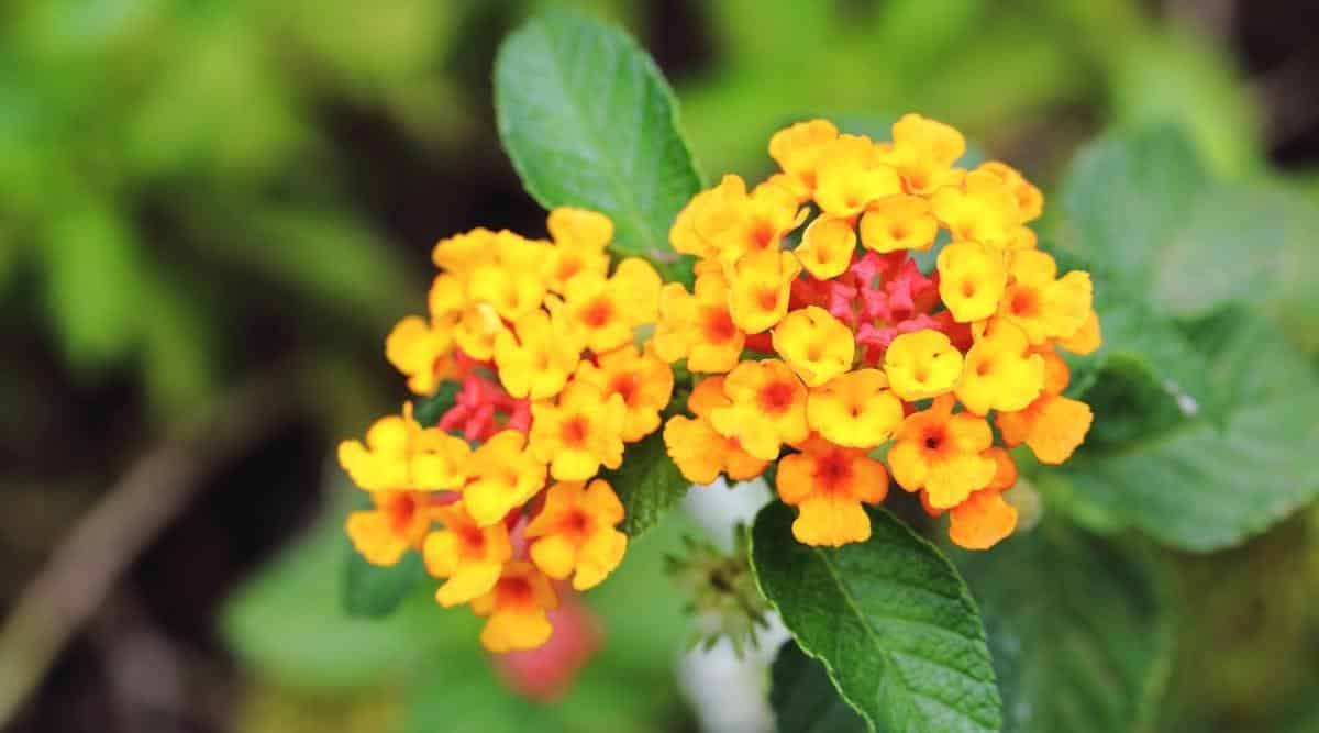 How to Plant, Grow, and Care For Lantana Plants