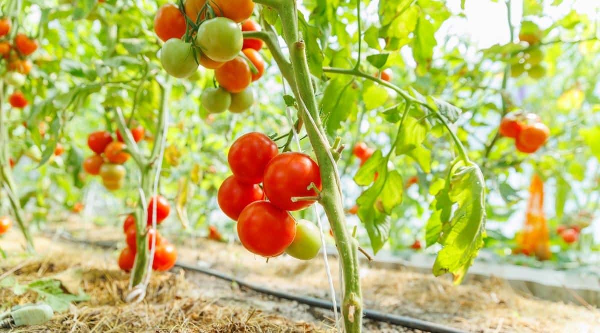 Vegetables in Garden