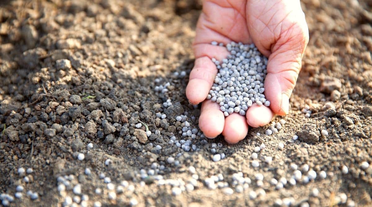 Close-up of an elderly hand holding fertilizer in the garden. Fertilizer granulated light gray. Several pellets are scattered on the ground.