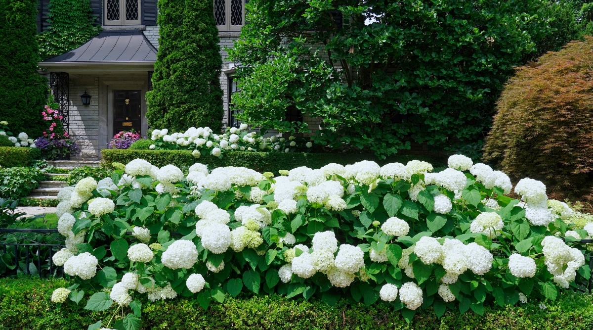 Gorgeous front yard garden. Beautiful garden border with panicled hedge. The bushes are lush, have large, simple, oval leaves with serrated edges and large panicles of snow-white sterile flowers. There is a magnificent gray house in the background.