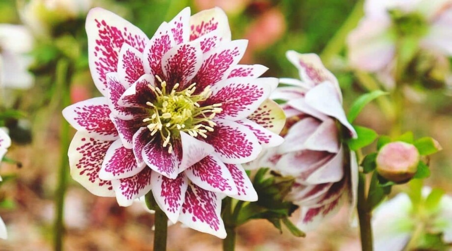 17 Different Types of Hellebore Varieties For Your Flowerbeds