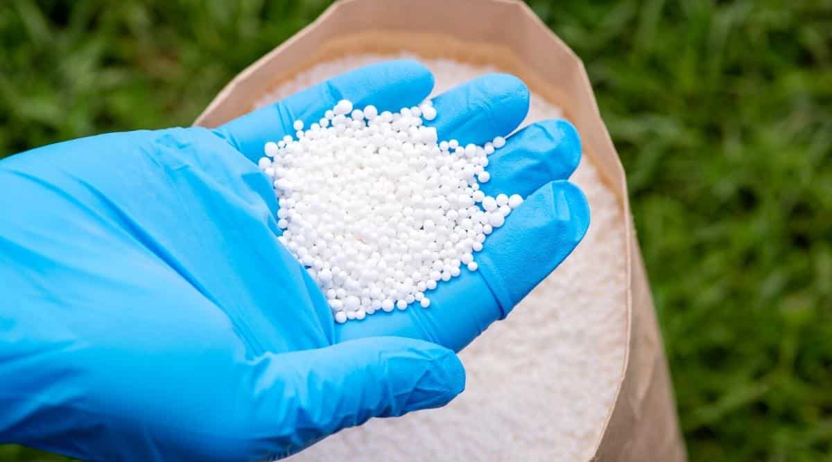 gardener holding nitrogen fertilizer