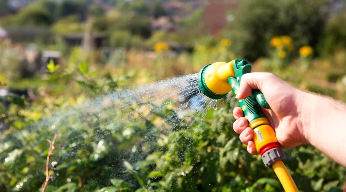A woman holds a hose spraying water on bushes in a spring garden. The bushes are dense and covered with green leaves. The hose is yellow, the sprayer is yellow-green.