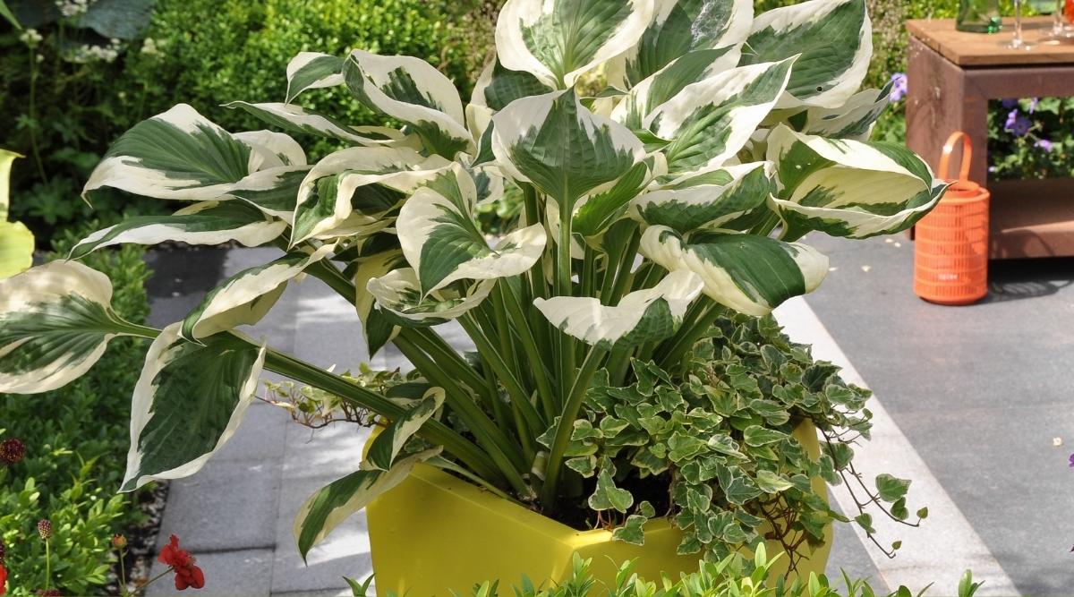 Mixed plants in a pot