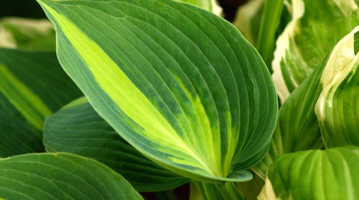 Neon green plant leaves up close