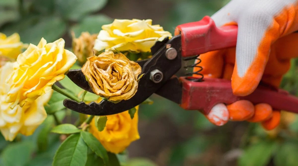 A gardener uses red-handled bypass pruners to deadhead a withered yellow rose bloom.