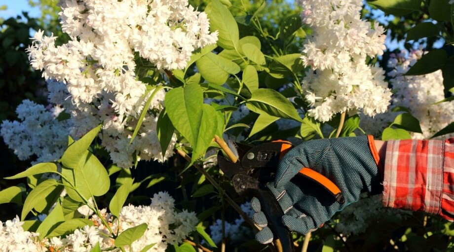 How to Prune Your Lilacs in 7 Easy Steps