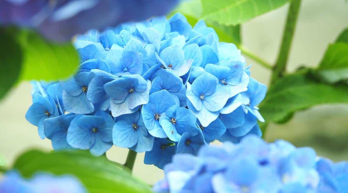 Close-up of Hydrangea macrophylla ‘Mini Penny’ inflorescence. The blooms are sterile bright blue flowers similar to hemispheres. The primary focus is the singular flower cluster in the middle of the image.