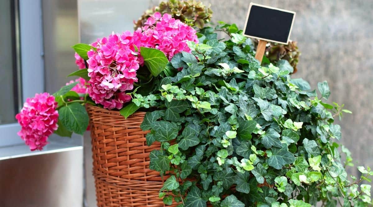 Ivy plants and blooming hydrangeas in an orange wicker basket outdoors. A wooden tablet with a black empty background is inserted into a pot with a flower arrangement. Hydrangeas are incredibly beautiful bright pink. Green ivy leaves with white veins hang from the pot. The background is a slightly blurred gray wall and a window.