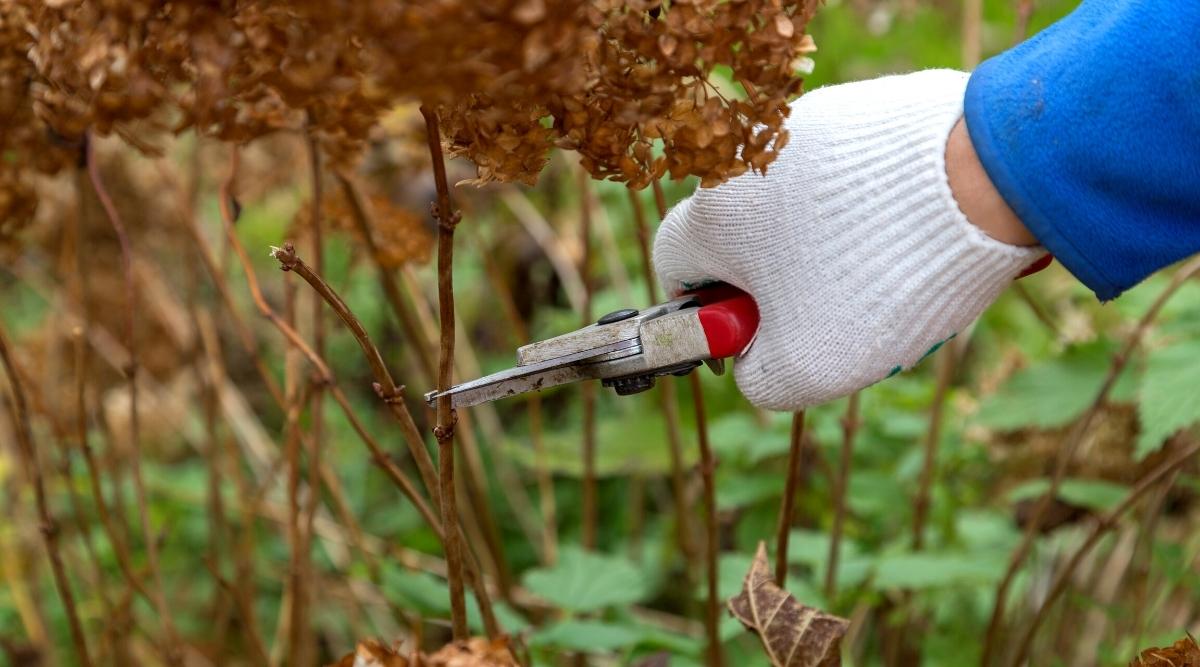 hydrangea cutting in the garden