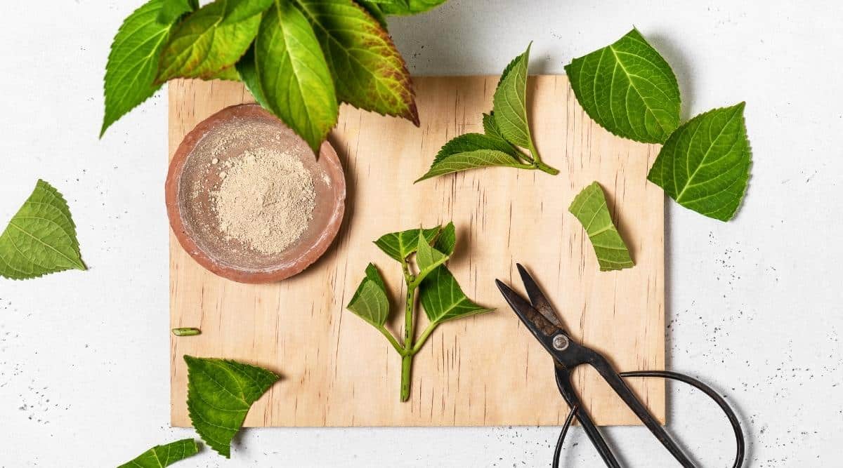 A close up image of cuttings on a wooden table, with pruning shears. Leaf cuttings lay around the table center, as well as many clipped leaves and some rooting hormone in a small bowl.