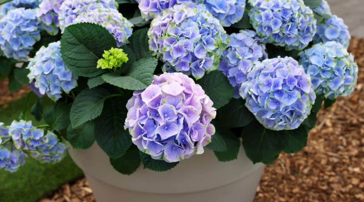 Hydrangea plant in a large gray pot with beautiful purple flowers outdoors, close-up. Their blooms consist of sterile purple flowers that look like hemispheres. You can see mulch under the ground behind the pot which is slightly out of focus.