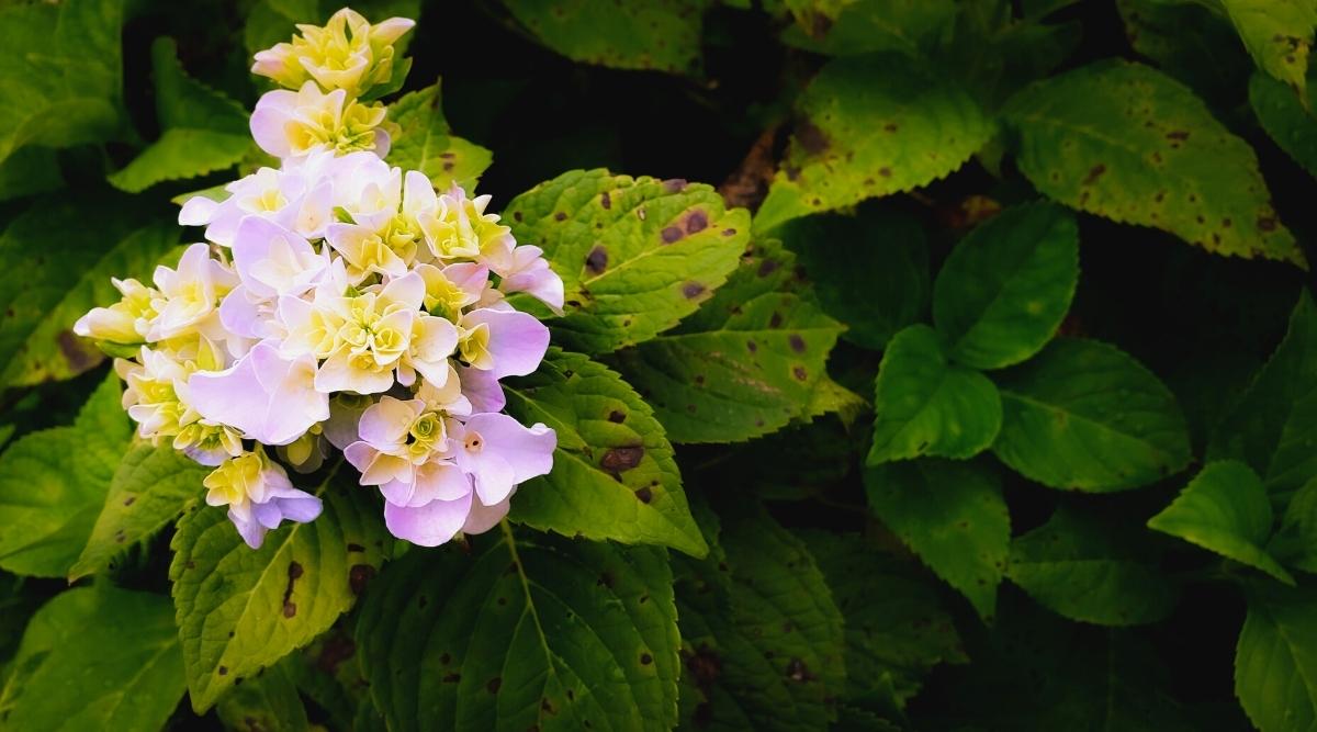 17 Common Problems With Hydrangeas and How to Avoid Them