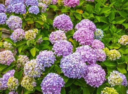 Big flowering hydrangeas growing in garden with green foliage.