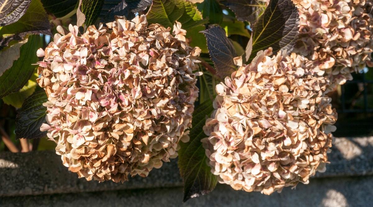 Why Are My Hydrangea Flower Blooms Turning Brown?