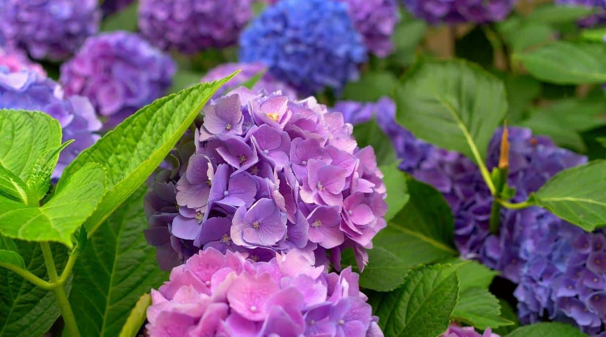 Close-up of a flowering Hydrangea macrophylla bush in a summer, shady garden. Two large inflorescences of soft purple color, consist of sterile flowers and look like hemispheres.  In the background there are many bright purple and blue flower clusters blooming among bright green foliage.
