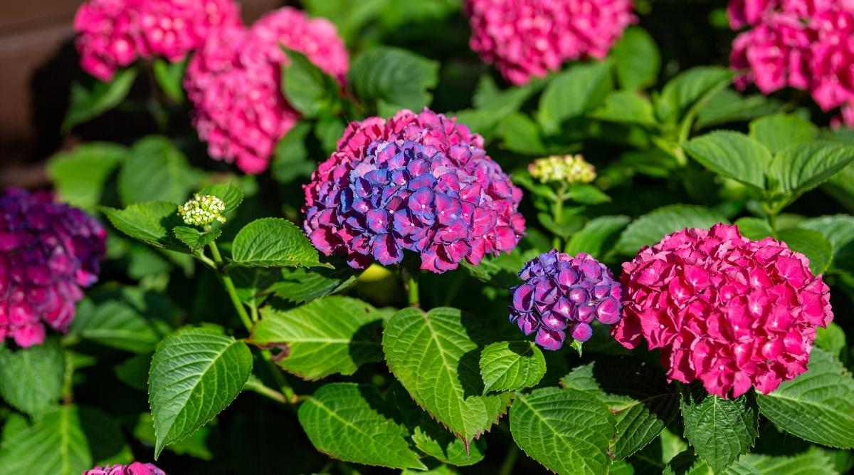 Pink Flowering Shrub Color Change