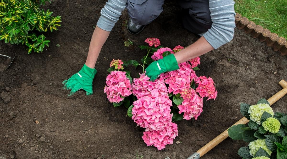 hydrangeas ground layering