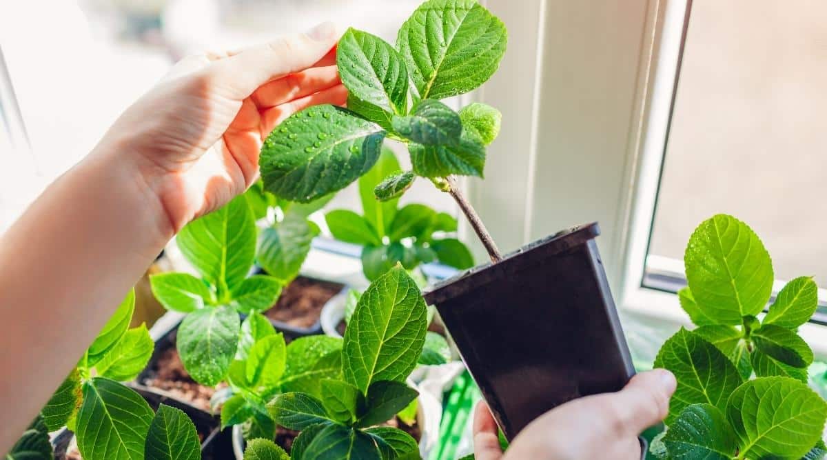 Close-up of a woman’s hands holding a small plant sprout in a small black plastic pot against the background of other hydrangea sprouts standing on the windowsill. The sprout has a strong stem and about 8 bright green leaves, of different sizes. The sun’s rays illuminate the sprouts.