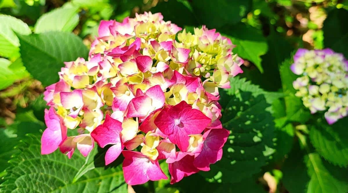 11 Tips For Maintaining Your Hydrangeas in a Heat Wave