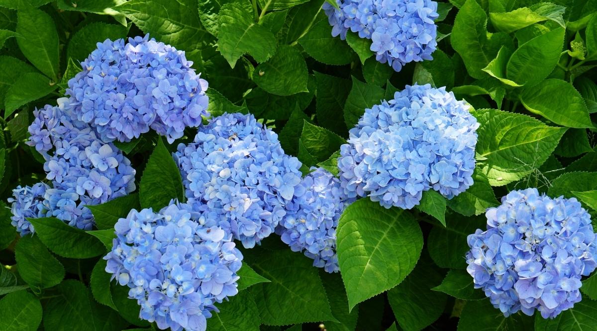 Blue Flowering Shrubs in Garden