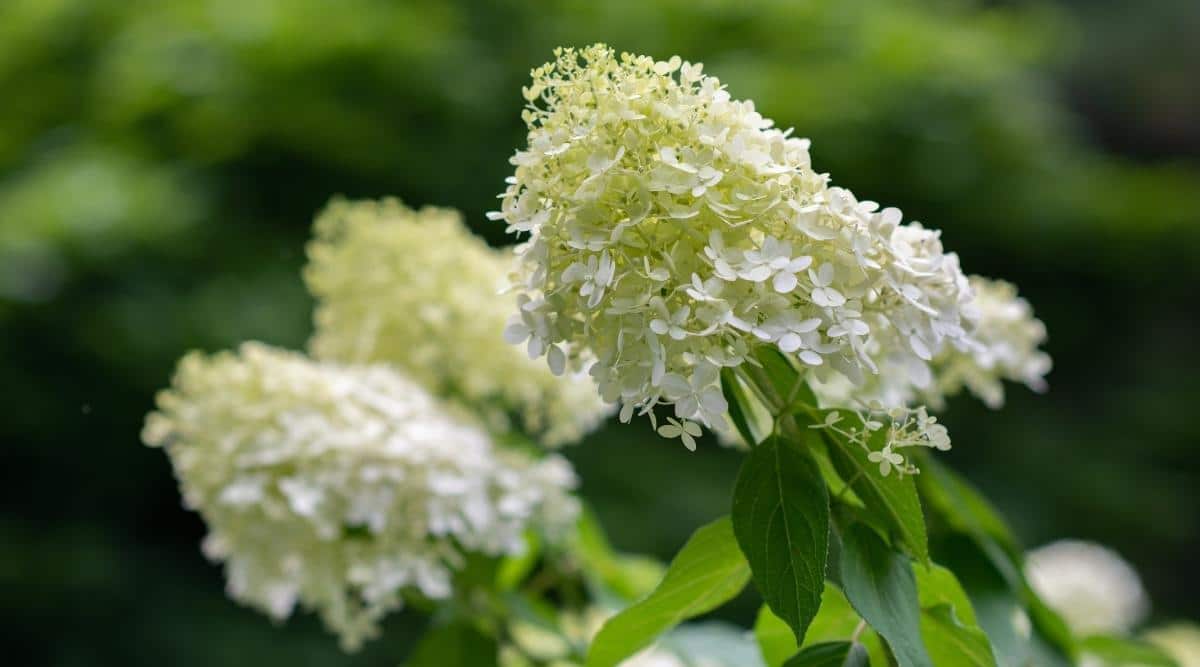 Hydrangea Leaves Turning Brown? Here's Why, and How to Fix it!