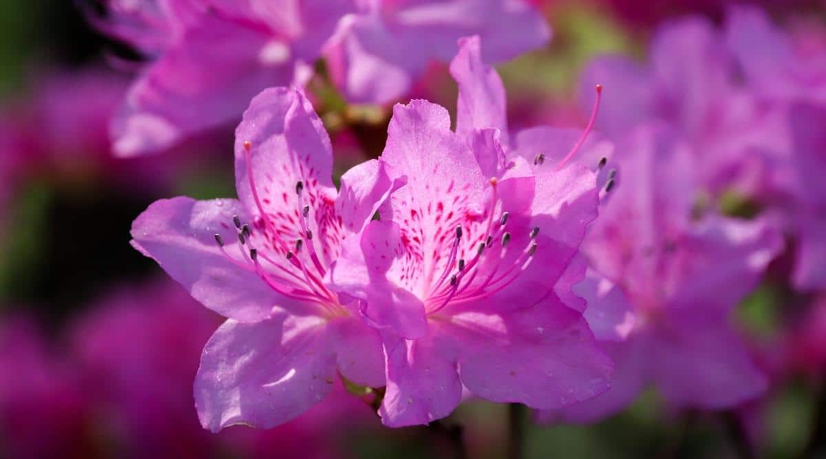 Close-up of two ‘Karen’ azalea flowers in sunlight. Beautiful bell-shaped, double lilac flowers with red freckles on the petals and long stamens. The background of the flower garden is blurred.