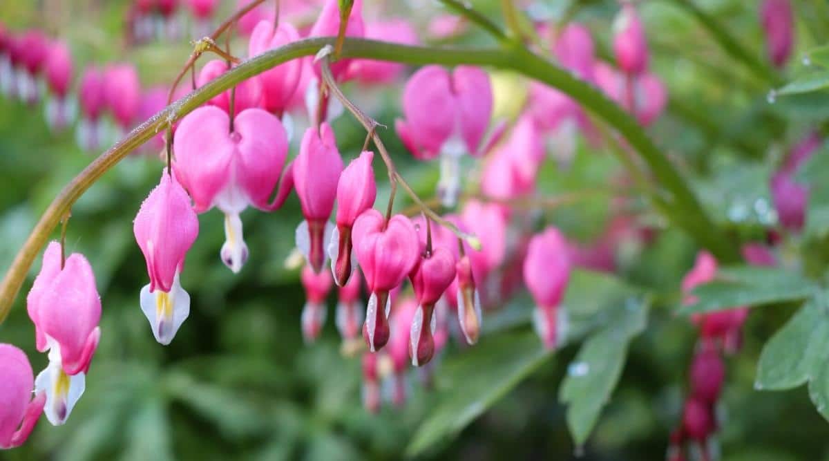 21 Shade Loving Perennials For Zone 6