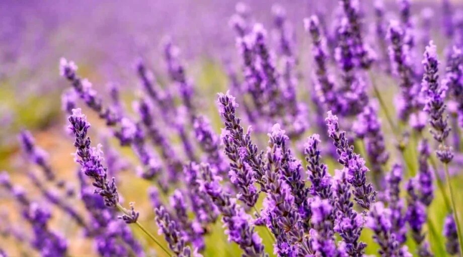 11 Reasons Your Lavender Isn't Blooming and How to Fix it