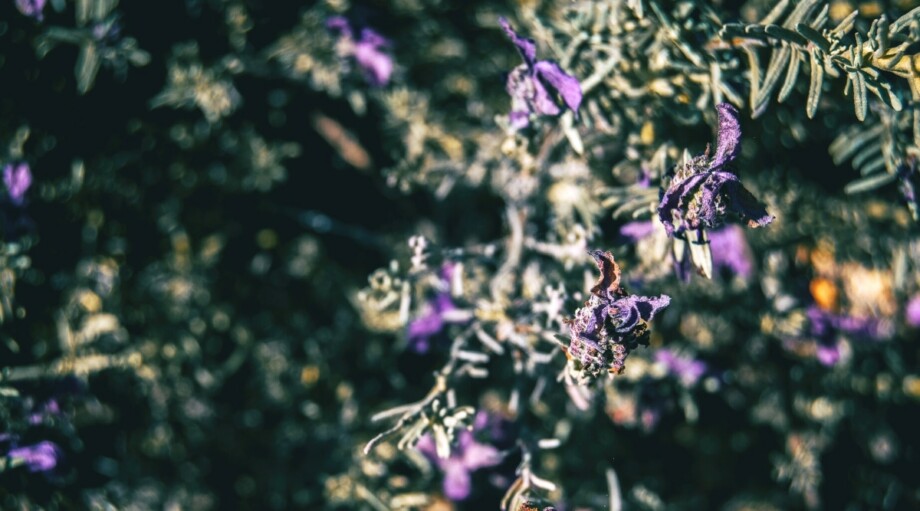 7 Reasons Your Lavender is Wilting and Drooping