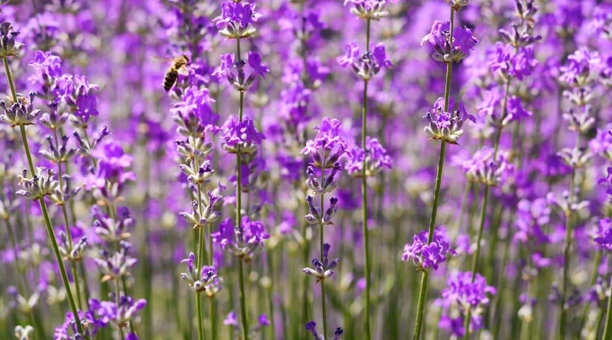 15 Lavender Varieties For Colder Hardiness Zones